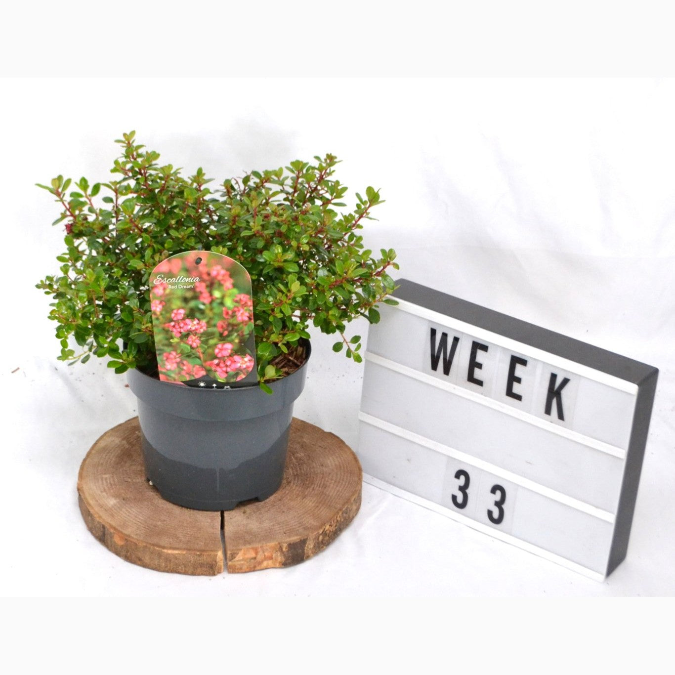 Buskrosling – Escallonia 'Red Dream' - C3 20-40 CM